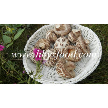 Dehydrated Vegetable (white flower mushroom)